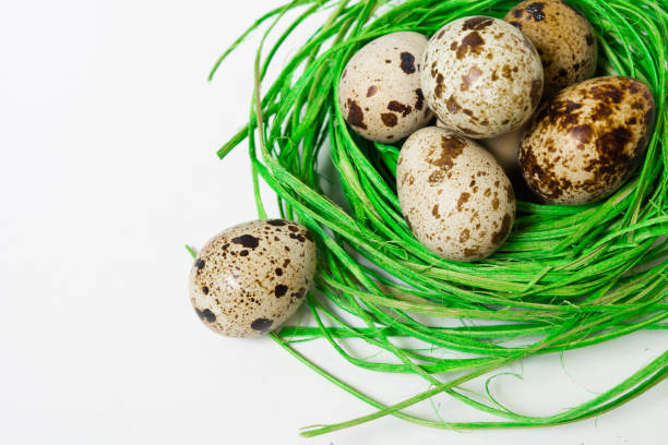 Green nest with quail eggs Green nest with quail eggs on the white background proteína stock pictures, royalty-free photos & images