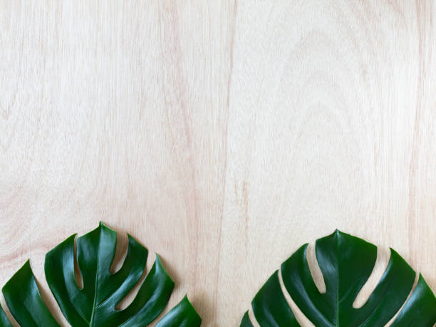 istock Two tropical monstera leaves on the wood background 996884346