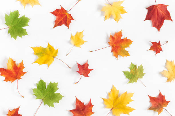 istock Autumn maple leaves on white background. Flat lay, top view 996887174