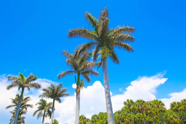 istock Tampa Island Life 996887878