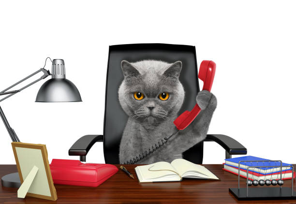 istock Cat sitting on leather chair with telephone. Isolated on white 996894274