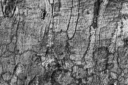 Surface of the tree trunk in black and white color background for design nature backdrop in your work.