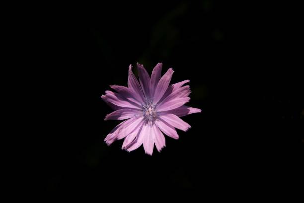 istock Wild Flower - Back-lit - Horizontal #2 - Flower Photography 996898330