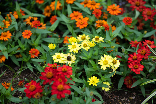 colorful zinnia flowers