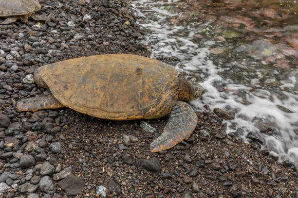 istock Green Sea Turtles Resting 996902542