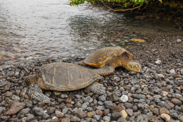 istock Green Sea Turtles Resting 996902626