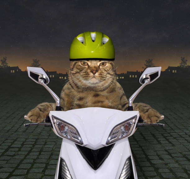 istock Cat in a helmet ride a motorbike 996903082