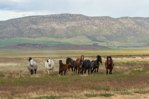 istock Wild Horses Running in the Desert 996904268
