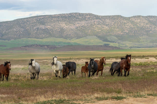 istock Wild Horses Running in the Desert 996904584