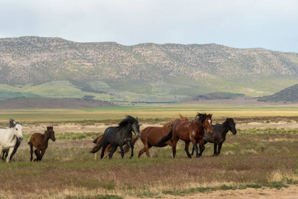 istock Wild Horses Running in the Desert 996904914