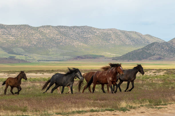istock Wild Horses Running in the Desert 996907046
