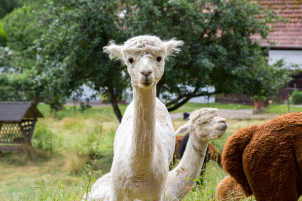 istock Portrait of white Alpaca 996913950