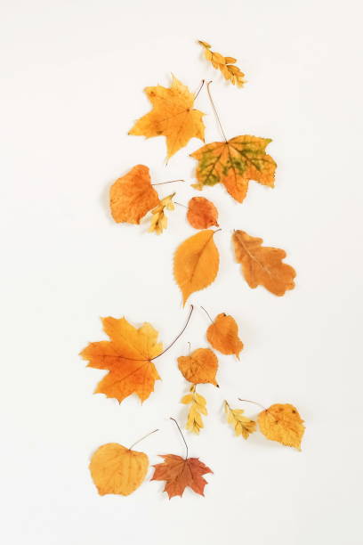 istock Autumn composition background. Flat lay, top view creative minimal mock up template.  Top view. Copy space 996916976