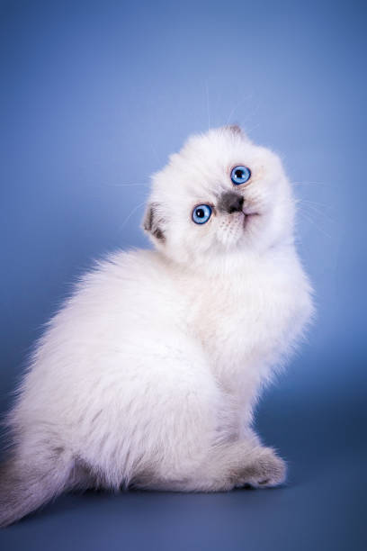 istock Cute scottish fold shorthair silver color point kitten with blue eyes 996917066