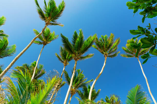 Coconut palms in the wind over blue sky