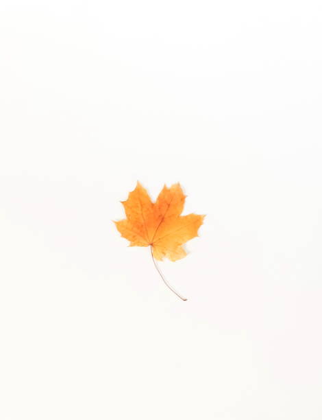 istock Autumn composition background. Flat lay, top view creative minimal mock up template.  Top view. Copy space 996920712