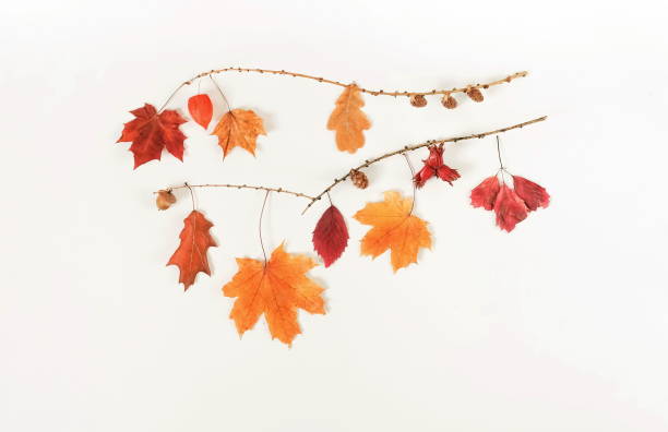 istock Autumn composition background. Flat lay, top view creative minimal mock up template.  Top view. Copy space 996927158
