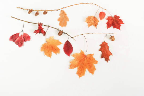istock Autumn composition background. Flat lay, top view creative minimal mock up template.  Top view. Copy space 996927248