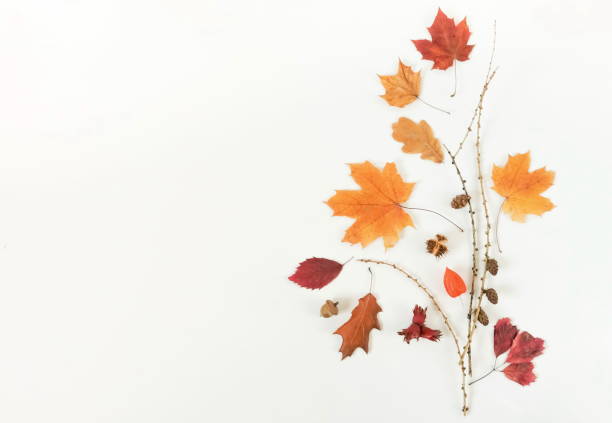istock Autumn composition background. Flat lay, top view creative minimal mock up template.  Top view. Copy space 996927718