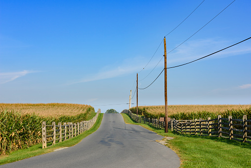 Country road through corn fields with telephone lines and bright, blue sky.