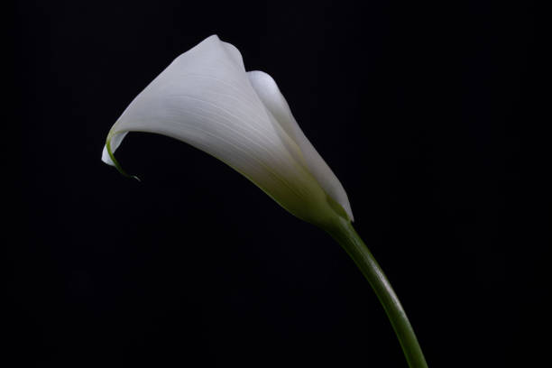 Lily White lily on black background white stargazer stock pictures, royalty-free photos & images