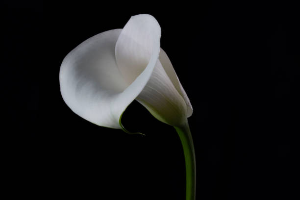 Lily White lily on black background white stargazer stock pictures, royalty-free photos & images