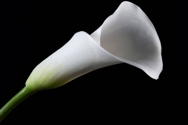 Lily White lily on black background white stargazer stock pictures, royalty-free photos & images