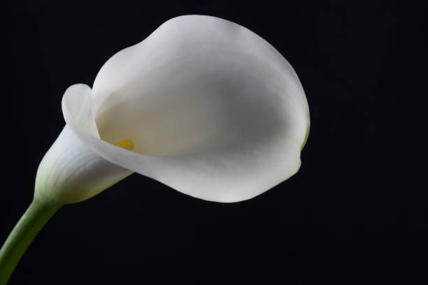 Lily White lily on black background white stargazer stock pictures, royalty-free photos & images