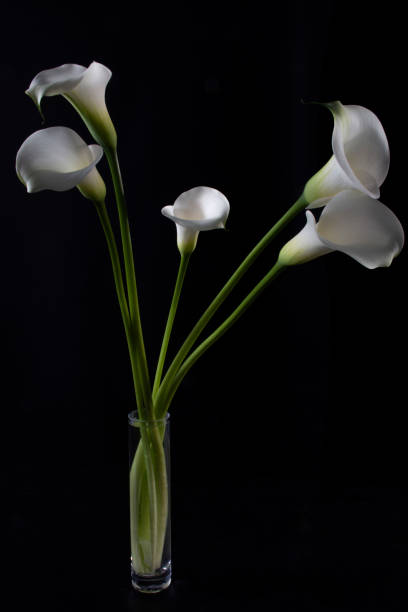 Lily White lily on black background white stargazer stock pictures, royalty-free photos & images
