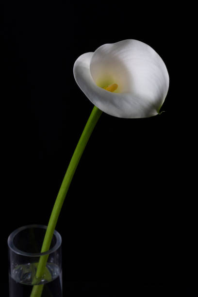 Lily White lily on black background white stargazer stock pictures, royalty-free photos & images