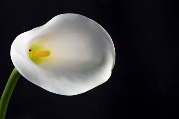 Lily White lily on black background white stargazer stock pictures, royalty-free photos & images