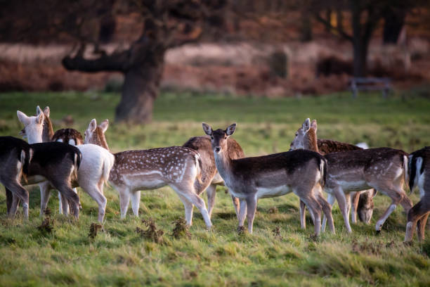 istock group of young bucks or deers 996958256