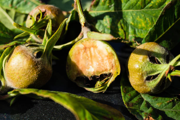 Mispel - Mespilus Germanica forgotten old pome fruit from the Altes Land near Hamburg germanica mespilus mespilus germanica mispel stock pictures, royalty-free photos & images