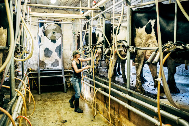 istock Young dairy farm worker milking cows 996965920