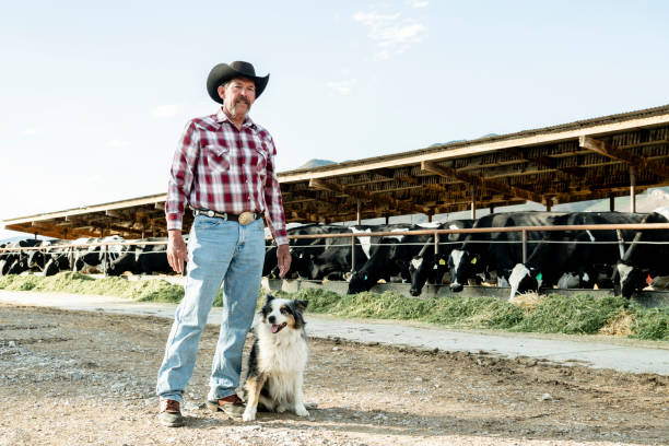 american dairy farmer with dog and cattle - cattle dog imagens e fotografias de stock