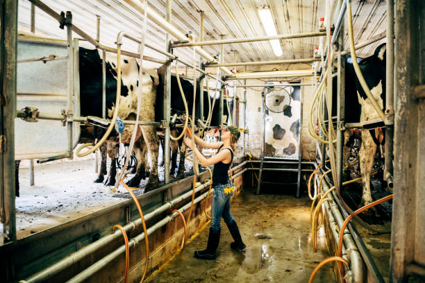 istock Young female working on dairy farm milking cows 996966038