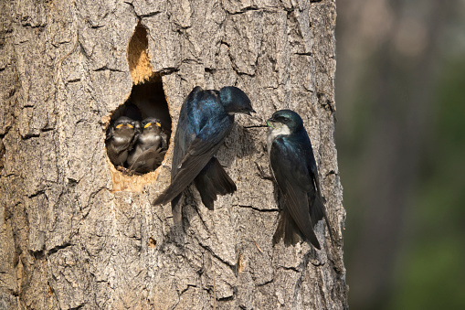 Hanging off the side of a tree, adult tree swallows trade a green dragonfly to feed to their pair of chicks waiting in the carved out nest hollow over Harriman Reservoir in Littleton, Colorado.