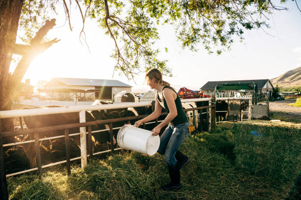 在奶牛場飼養小牛的年��輕女性農場工人 - 畜欄 個照片及圖片檔