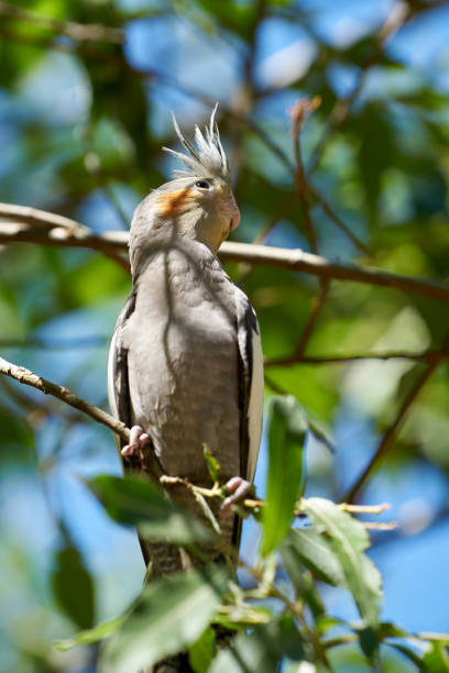 istock a cockatiel in its natural habitat 996970048