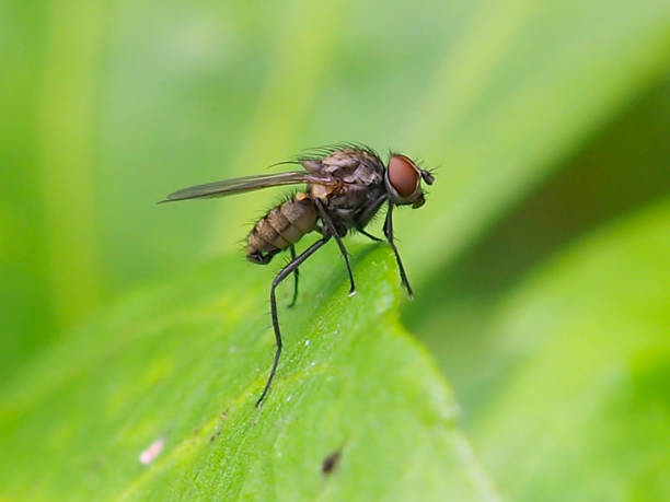 istock close-up of a beautiful and big black fly 996971474