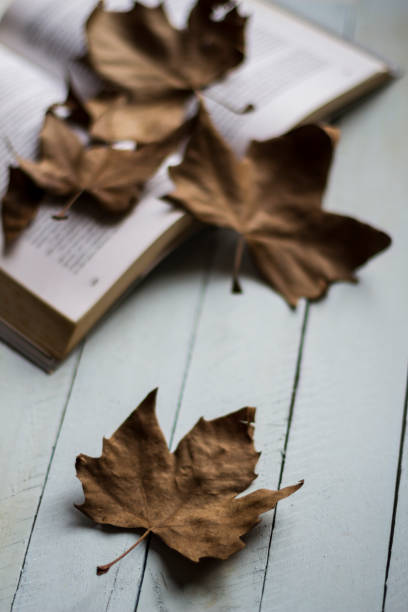 istock Photographed aged leaves with selective focus on leaf in foreground on blue rustic wooden desk, books in background 996974628