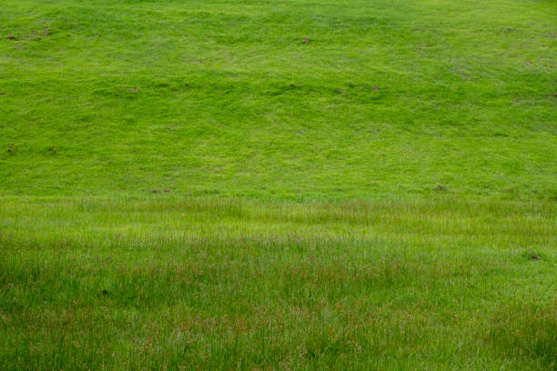 A beautiful green grass field with small flowers background