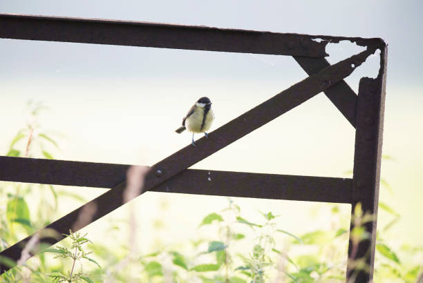 istock Great tit on rusty iron fence in countryside. 996984912