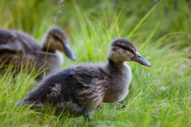 istock Young ducklings in nature 996985390