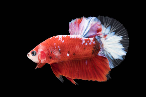 istock beautiful betta splendens isolated on black background 996989930