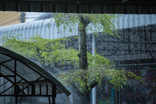 istock Rain outside and green tree on the roof 996991136