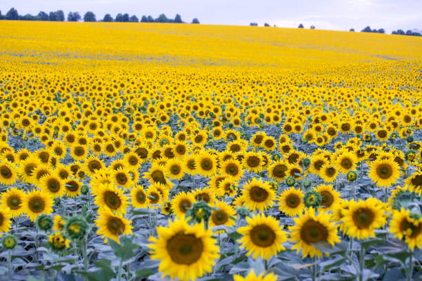 istock field with plenty of blossoming sunflowers 996991382