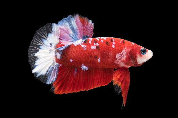 beautiful betta splendens isolated on black background