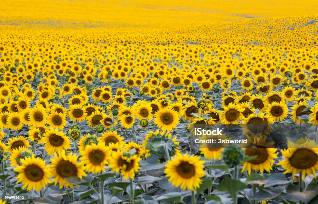 field with plenty of blossoming sunflowers field with plenty of blossoming sunflowers, natural background Abundance Stock Photo