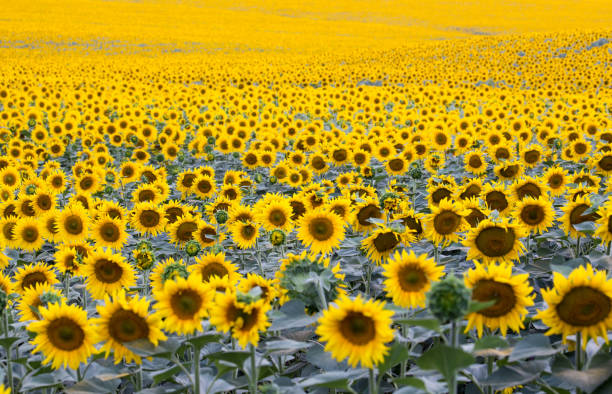 field with plenty of blossoming sunflowers field with plenty of blossoming sunflowers, natural background Abundance stock pictures, royalty-free photos & images